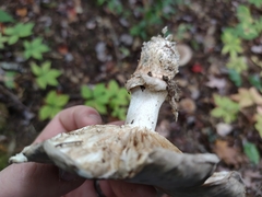 Tricholoma caligatum