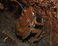 Nyctixalus pictus