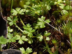Hydrocotyle foveolata