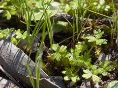 Hydrocotyle foveolata