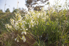 Onosma simplicissima