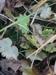 Micranthes nelsoniana aestivalis