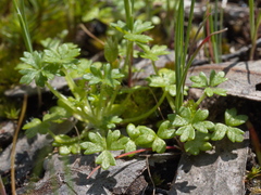 Hydrocotyle foveolata