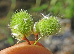 Medicago intertexta ciliaris