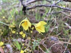 Diuris behrii