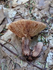 Lactarius camphoratus