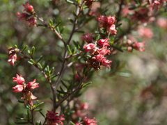 Cryptandra tomentosa