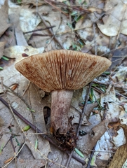 Lactarius camphoratus
