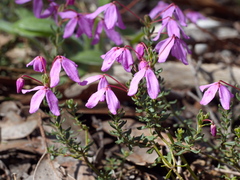 Tetratheca bauerifolia