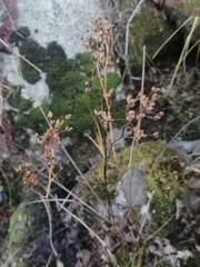 Micranthes nelsoniana aestivalis