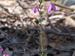 Tetratheca bauerifolia