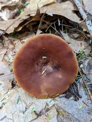 Lactarius camphoratus
