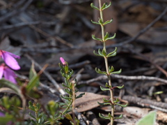 Tetratheca bauerifolia