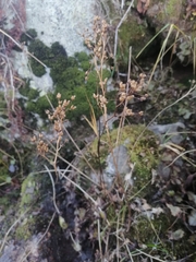 Micranthes nelsoniana aestivalis