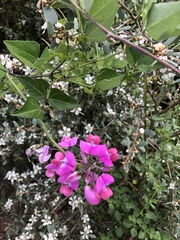 Dipogon lignosus