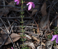 Tetratheca bauerifolia