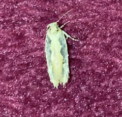 Ornativalva erubescens