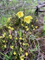Diuris behrii