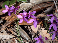 Tetratheca bauerifolia