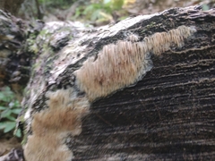 Radulomyces copelandii