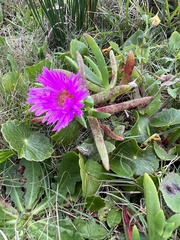 Carpobrotus glaucescens