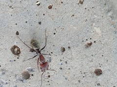 Camponotus rufoglaucus