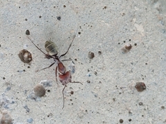 Camponotus rufoglaucus