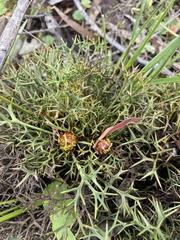 Isopogon ceratophyllus