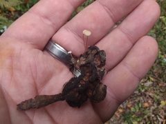 Strobilurus conigenoides