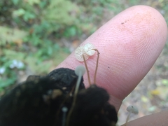 Strobilurus conigenoides