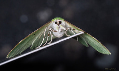 Dichorda illustraria