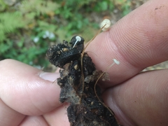 Strobilurus conigenoides