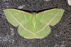 Dichorda illustraria