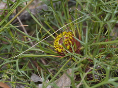 Isopogon ceratophyllus