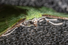 Dichorda illustraria