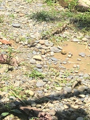 Ammodramus aurifrons