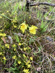 Diuris behrii