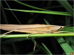 Euconocephalus nasutus