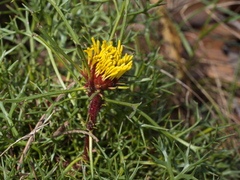 Isopogon ceratophyllus