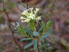 Pimelea linifolia