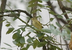 Phylloscopus inornatus