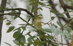 Phylloscopus inornatus