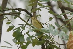 Phylloscopus inornatus