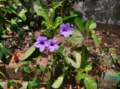 Ruellia tuberosa