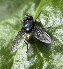 Calliphorinae