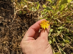 Grindelia camporum