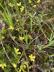 Diuris behrii