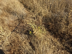 Grindelia camporum