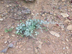 Artemisia saitoana