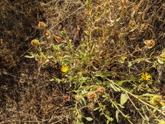 Grindelia camporum